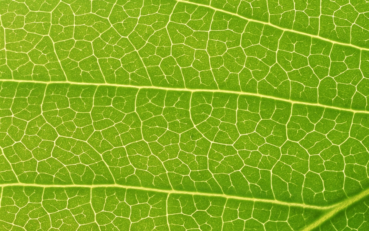 Green leaf photo wallpaper (6) #19 - 1440x900
