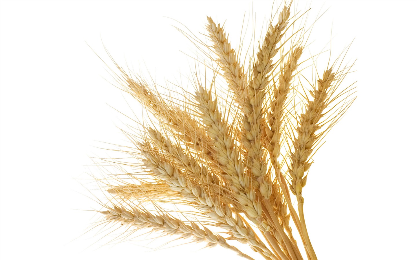 小麦の壁紙 (1) #4 - 1440x900