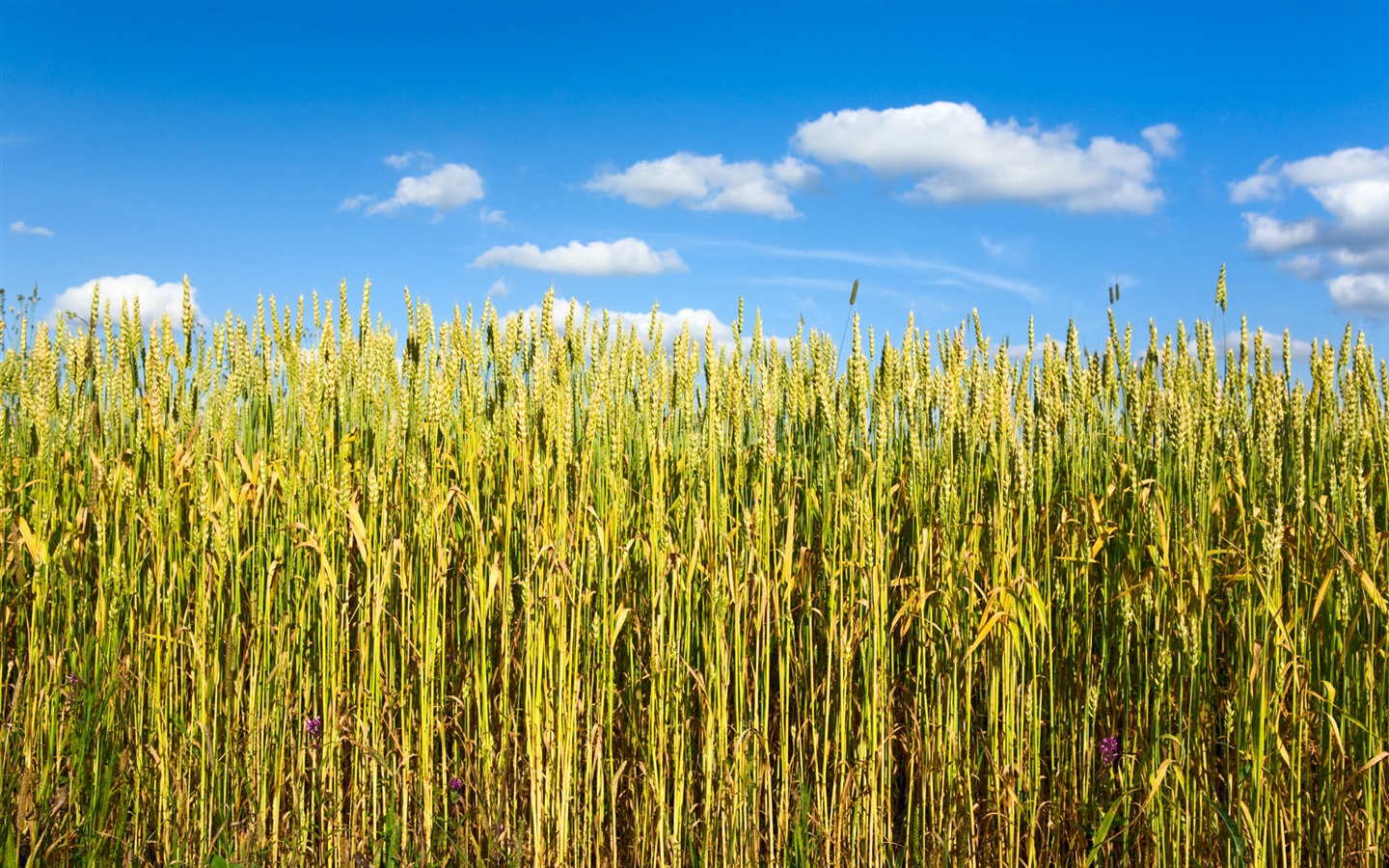 Wheat wallpaper (1) #6 - 1440x900