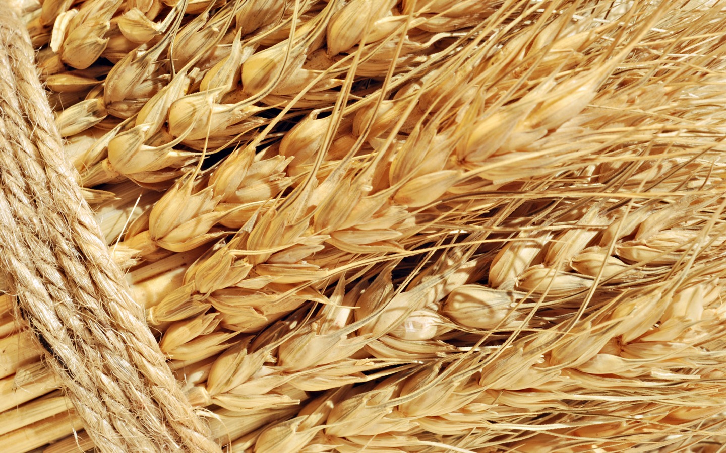 Wheat wallpaper (1) #15 - 1440x900