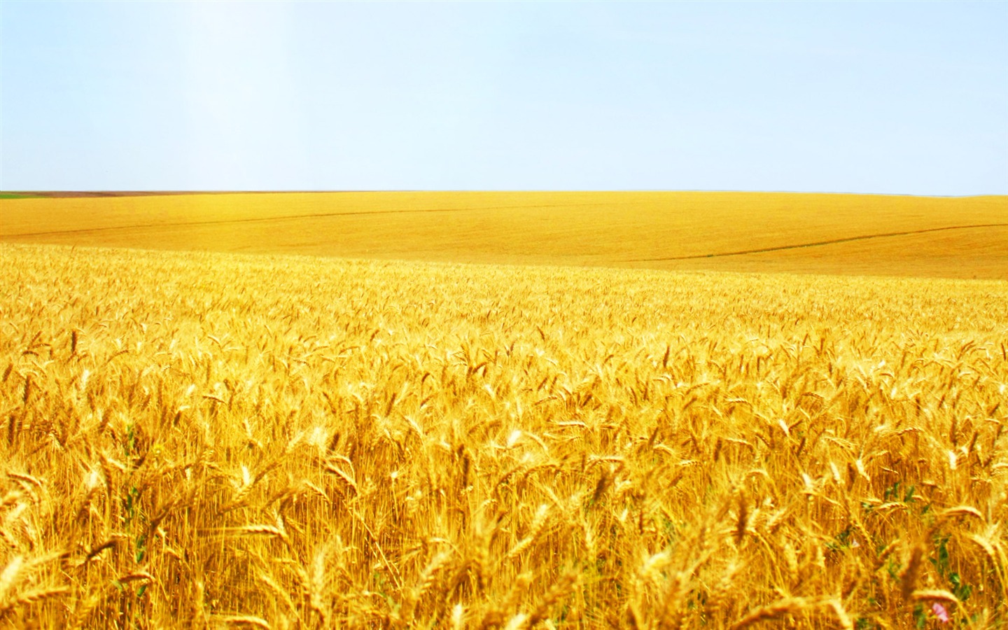 Wheat wallpaper (2) #9 - 1440x900