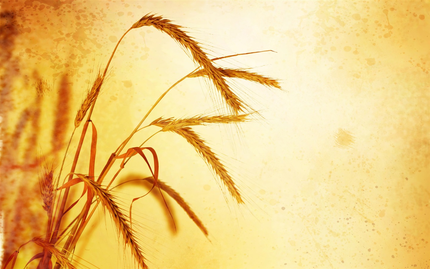 Wheat wallpaper (2) #11 - 1440x900