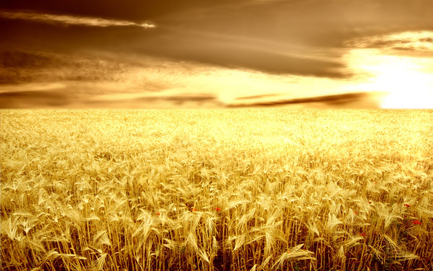 Wheat wallpaper (2) #18 - 1440x900