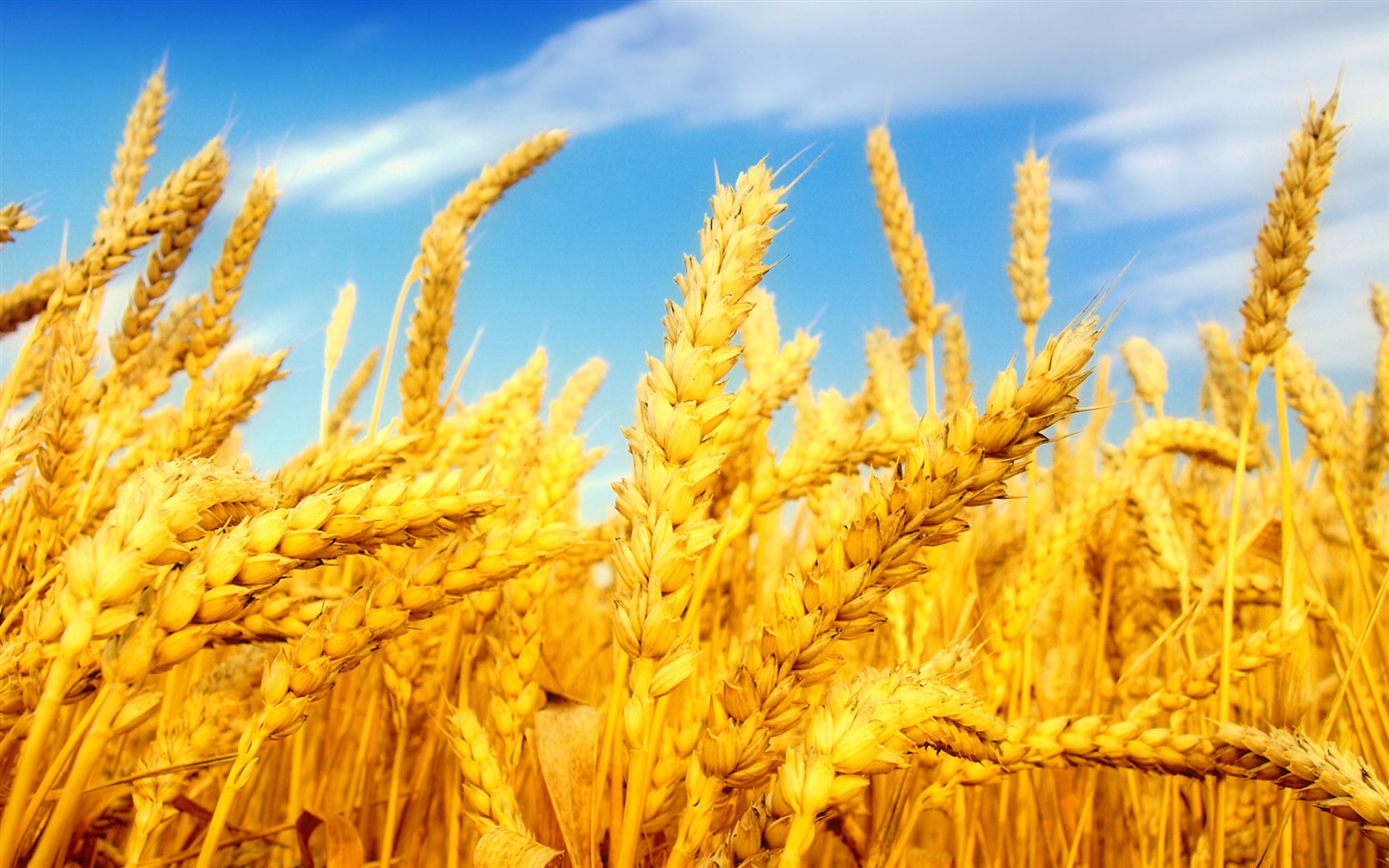 Wheat wallpaper (2) #19 - 1440x900