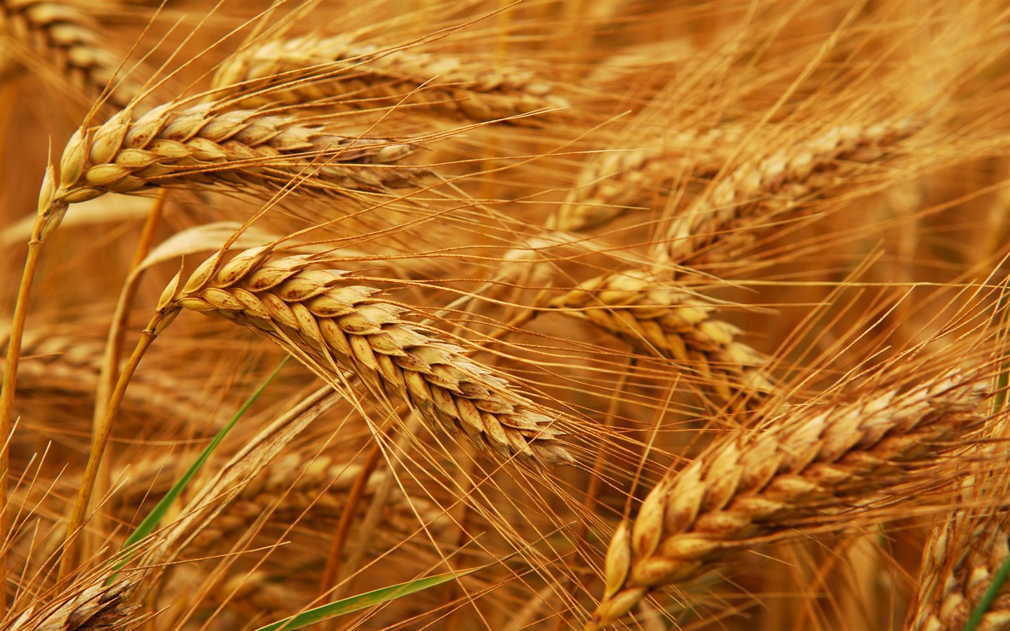 Wheat wallpaper (2) #20 - 1440x900