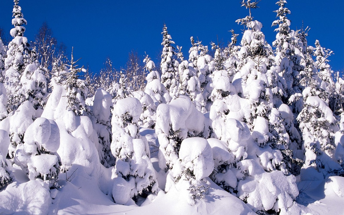 冬天雪景壁紙(三) #2 - 1440x900