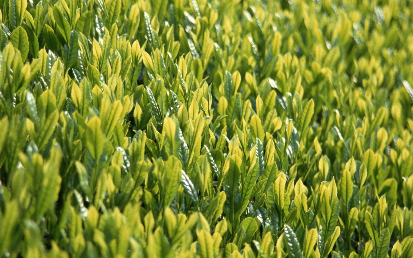 Le fond d'écran champ de blé (2) #9 - 1440x900