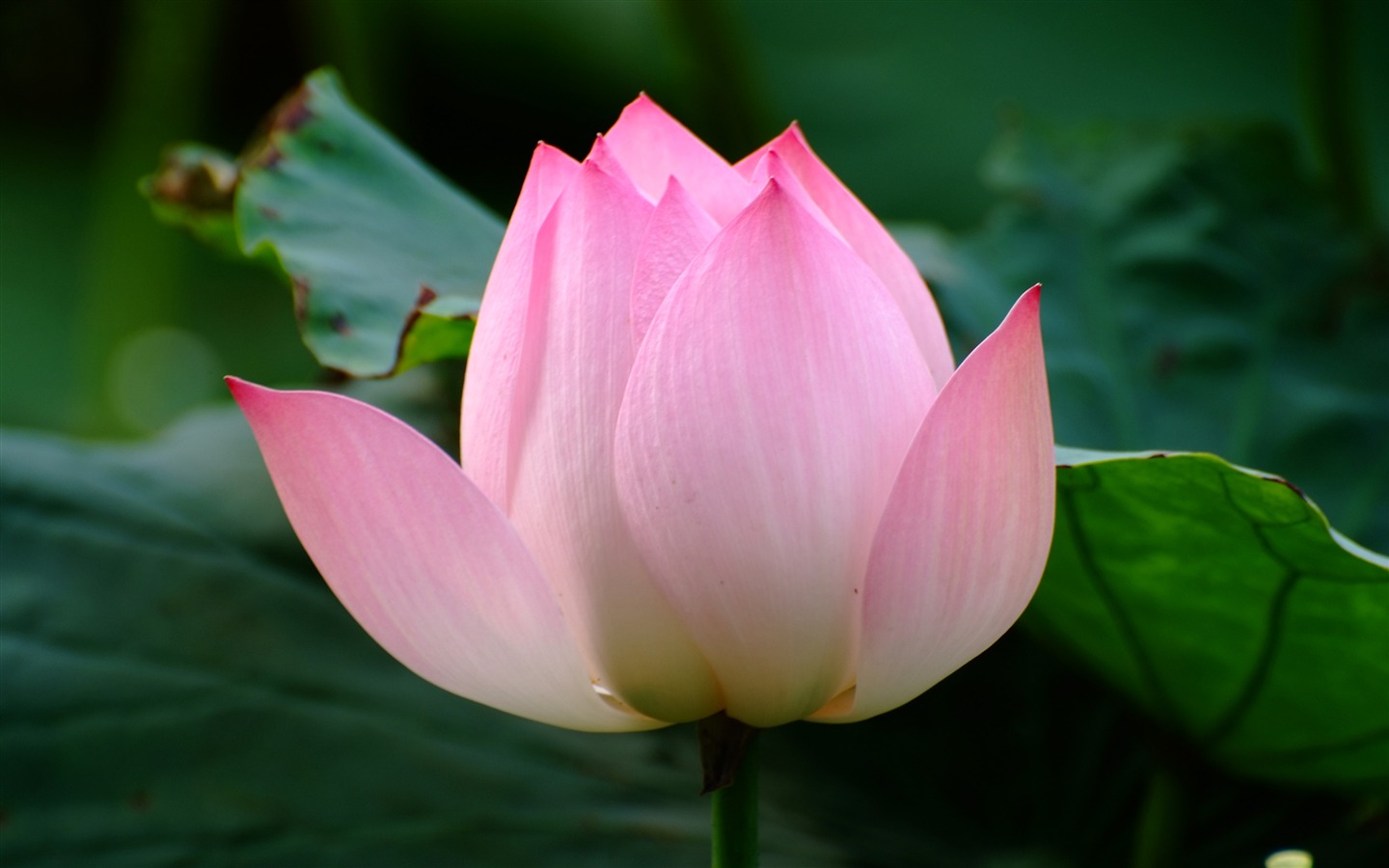 Rose Garden of the Lotus (rebar works) #6 - 1440x900