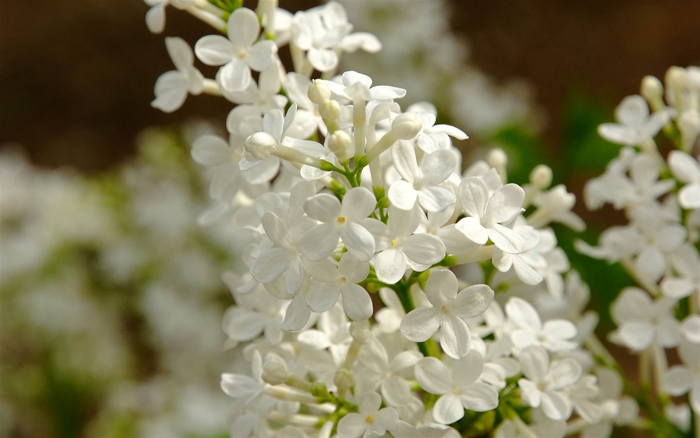 Animal Flower Macro (Bewehren) #8 - 1440x900