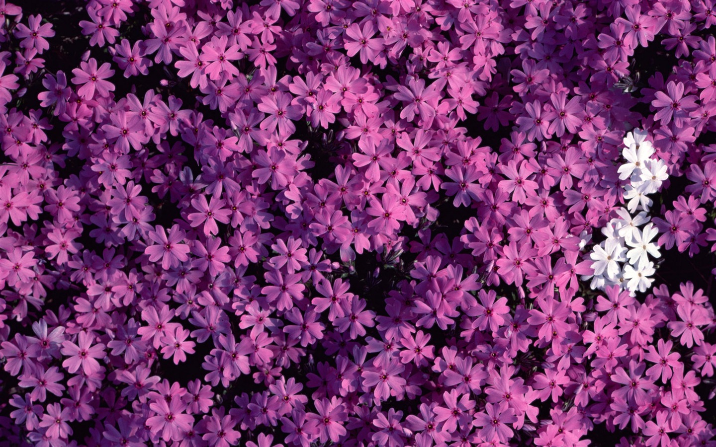 1680 꽃 녹색 잎 배경 벽지 (1) #17 - 1440x900