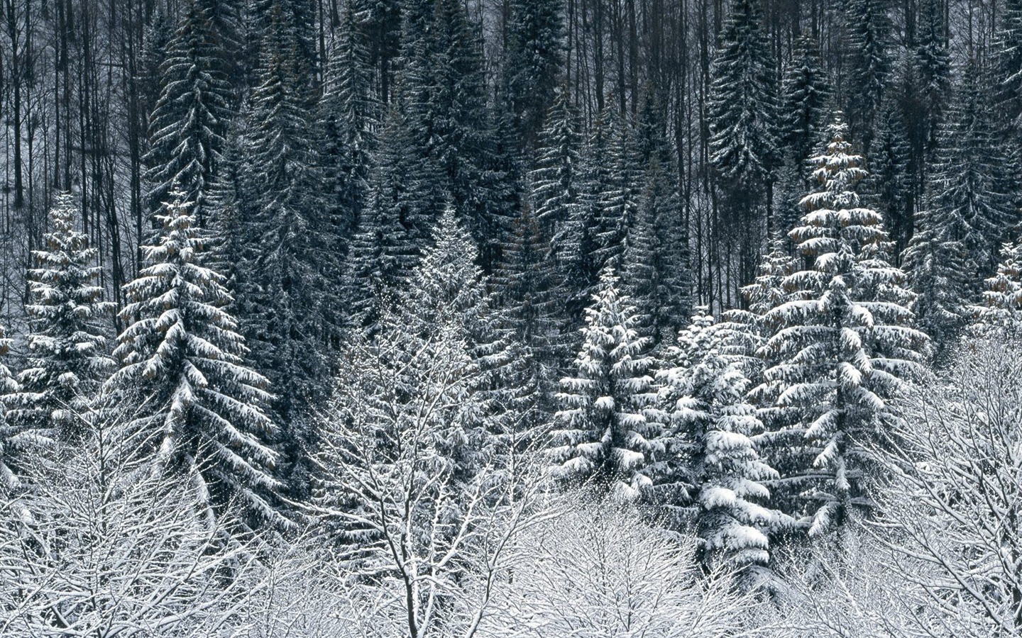 Sníh tapety sbírka (4) #20 - 1440x900