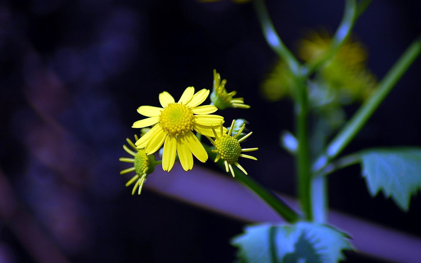 Flowers macro close-up (yt510752623 works) #3 - 1440x900