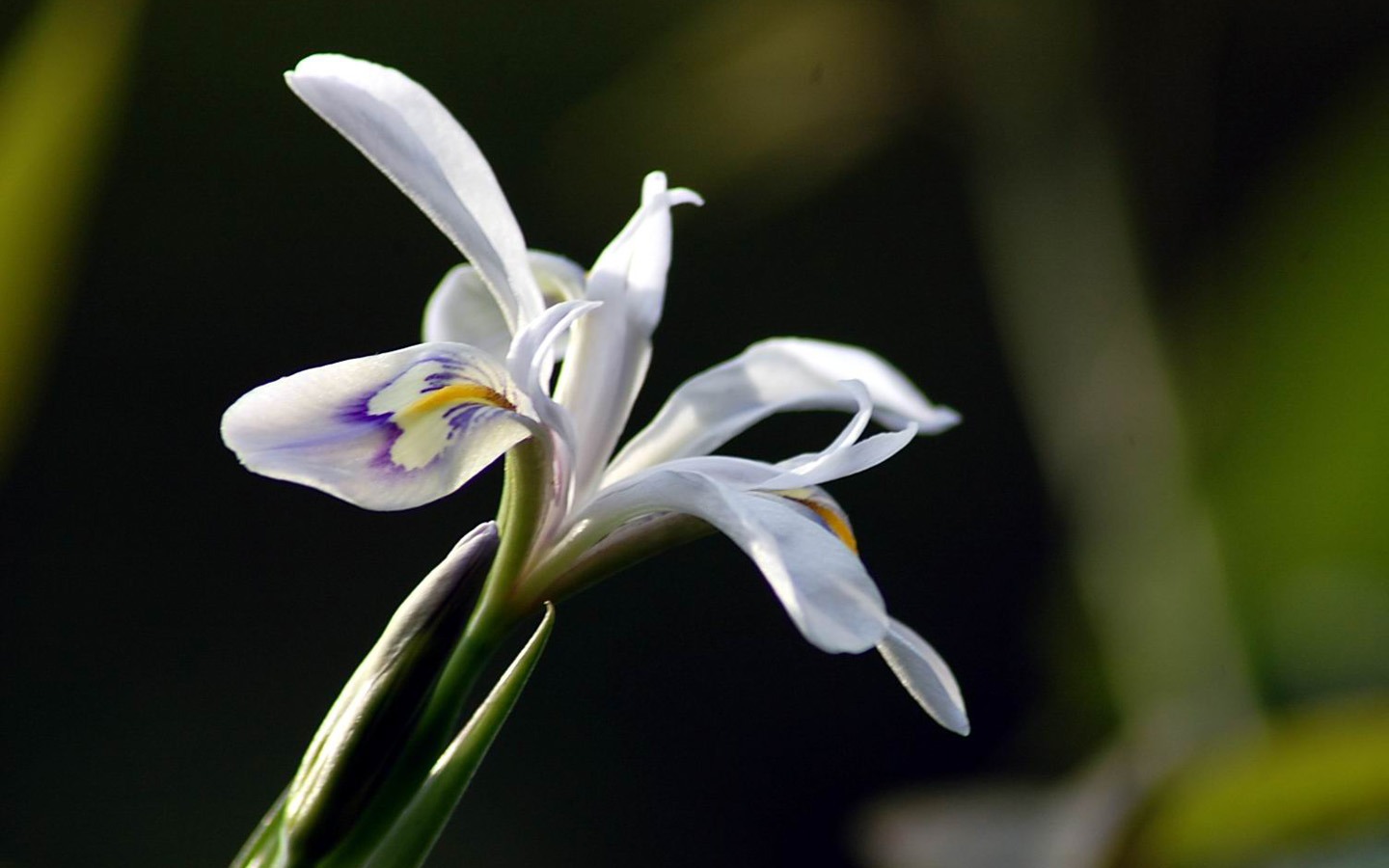 Flowers macro close-up (yt510752623 works) #11 - 1440x900