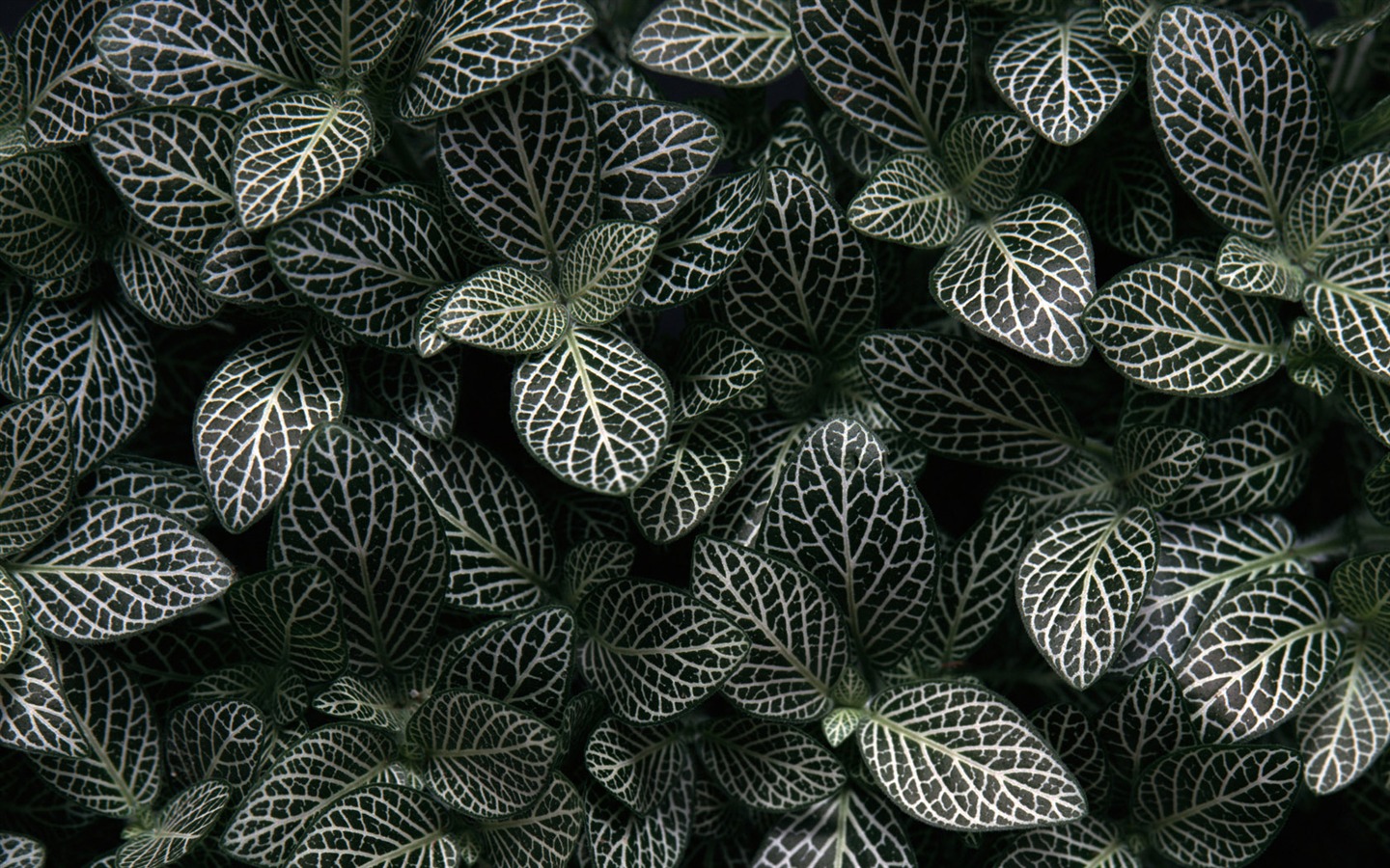 1680 꽃 녹색 잎 배경 벽지 (3) #3 - 1440x900