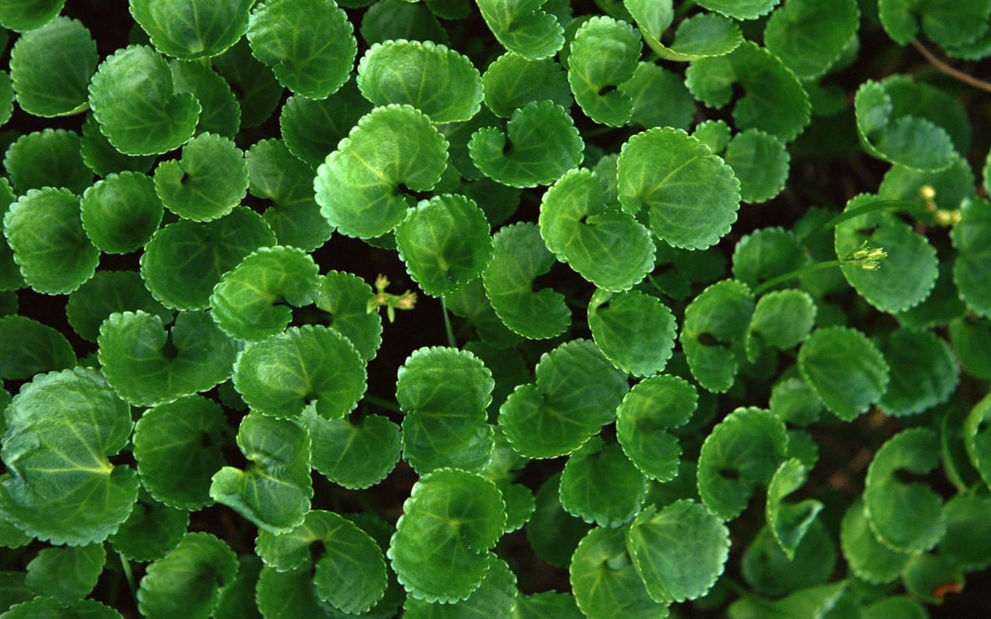 1680 꽃 녹색 잎 배경 벽지 (3) #6 - 1440x900