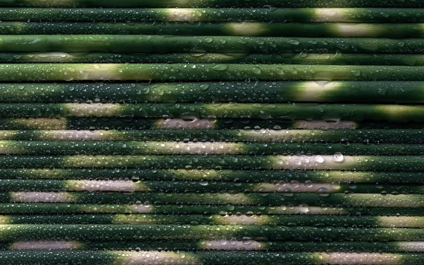 1680 꽃 녹색 잎 배경 벽지 (3) #7 - 1440x900