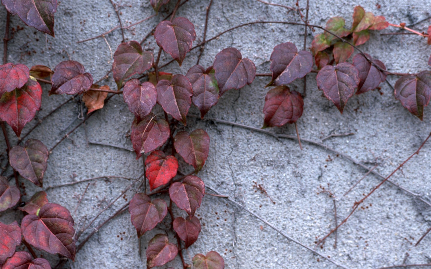 1680 꽃 녹색 잎 배경 벽지 (3) #10 - 1440x900