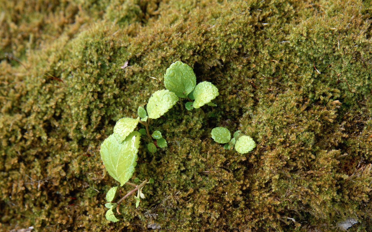 1680 꽃 녹색 잎 배경 벽지 (4) #4 - 1440x900