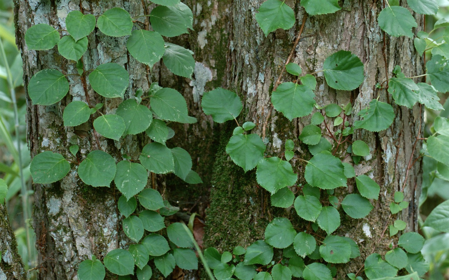 1680 꽃 녹색 잎 배경 벽지 (4) #15 - 1440x900
