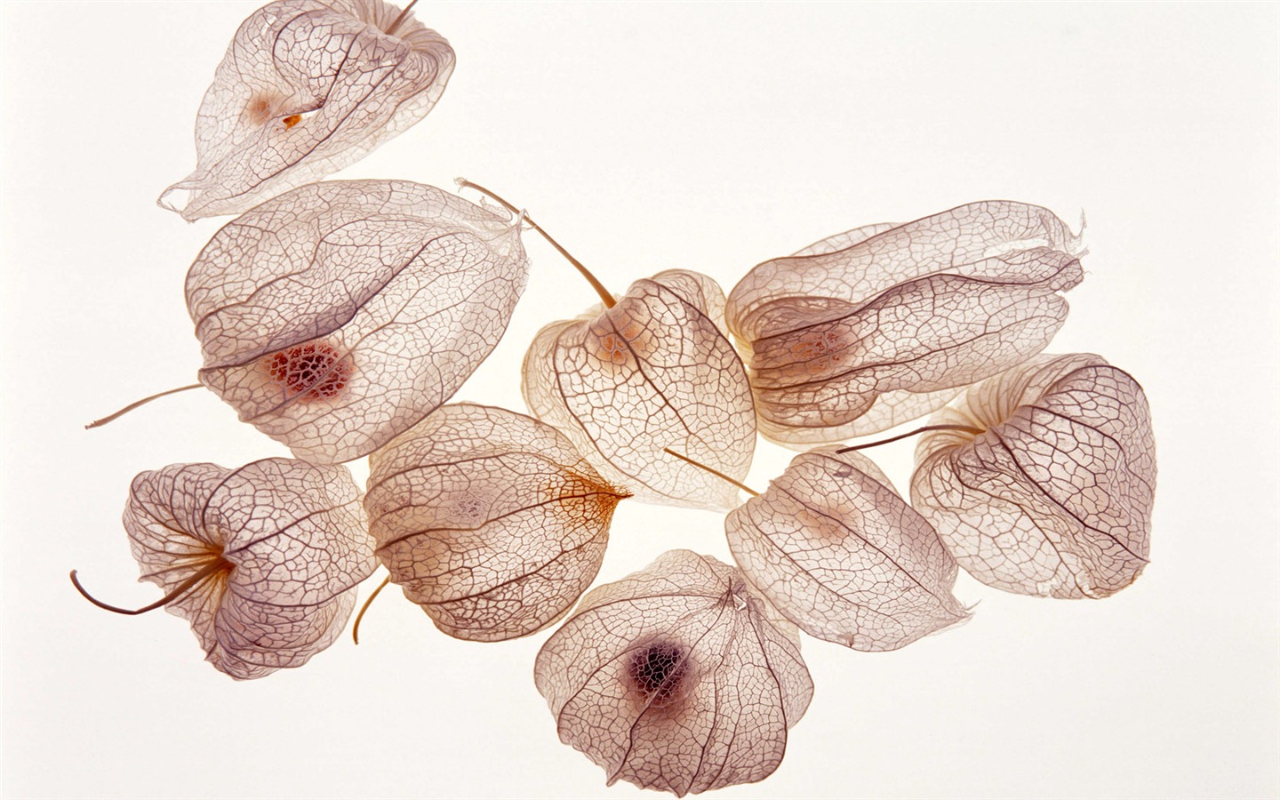 1680 꽃 녹색 잎 배경 벽지 (5) #9 - 1440x900