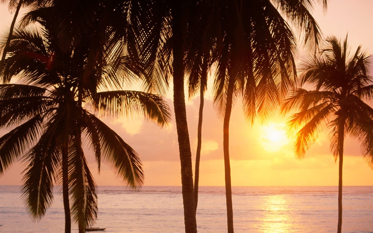 Palm tree sunset wallpaper (1) #6 - 1440x900