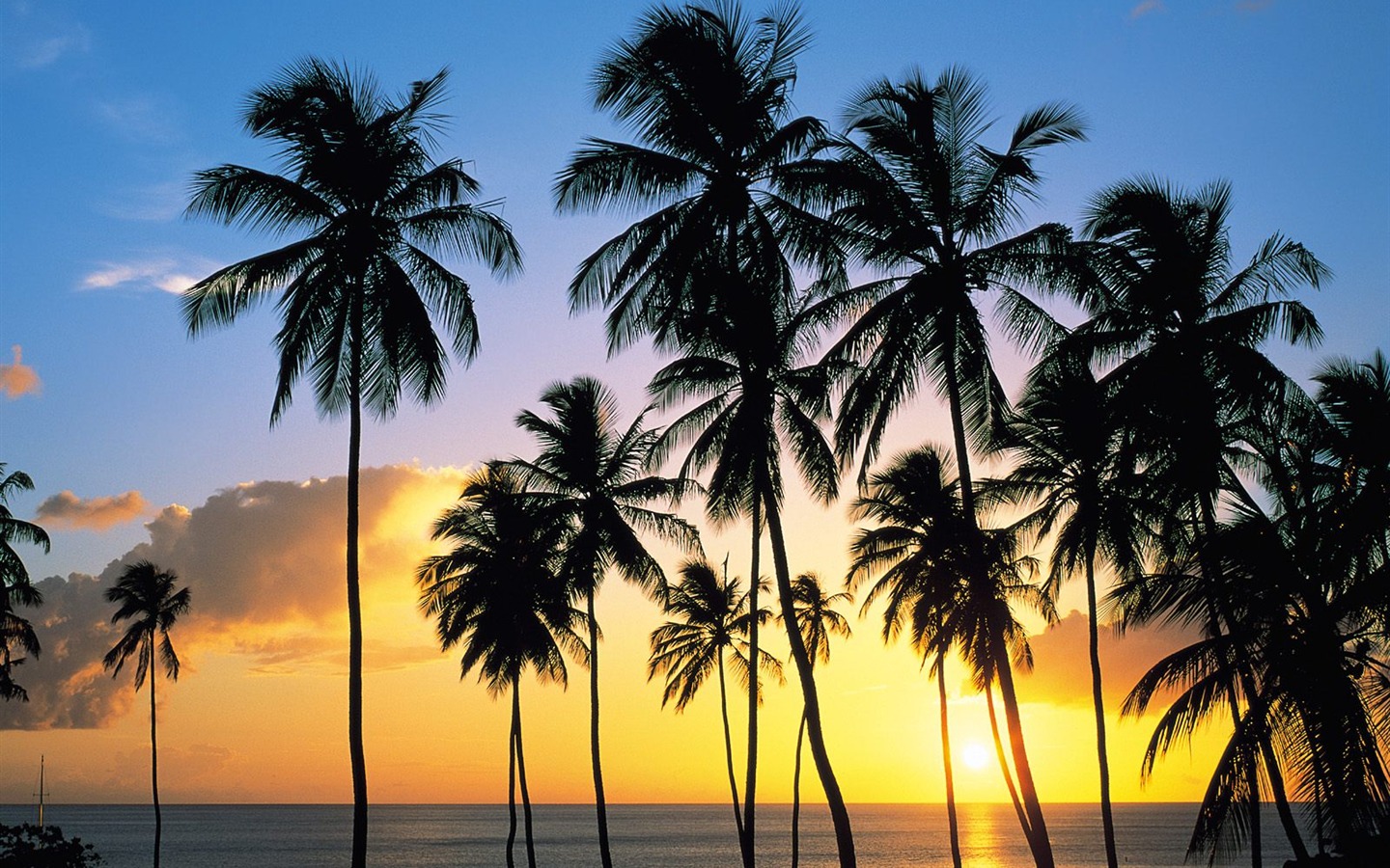 Fond d'écran Palm arbre coucher de soleil (1) #7 - 1440x900