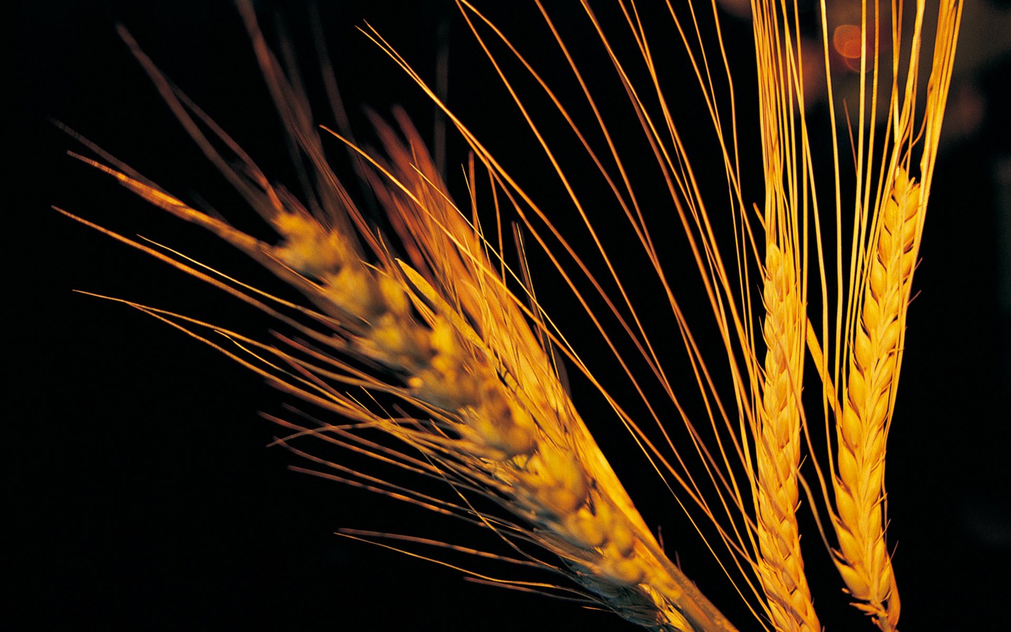 Fond d'écran du blé (3) #3 - 1440x900