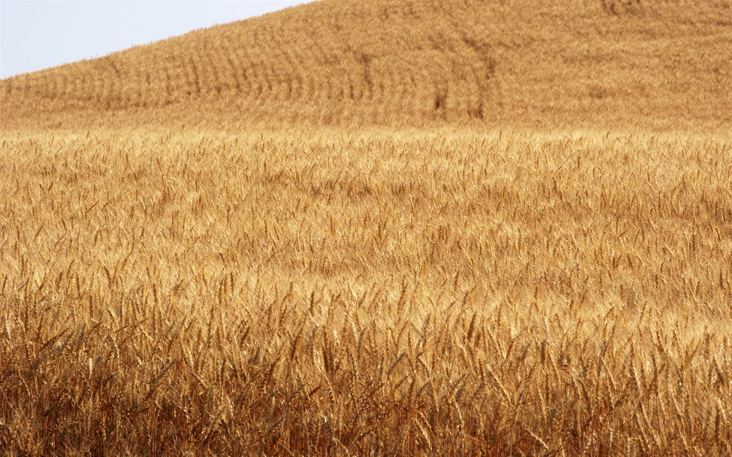 Fond d'écran du blé (3) #5 - 1440x900