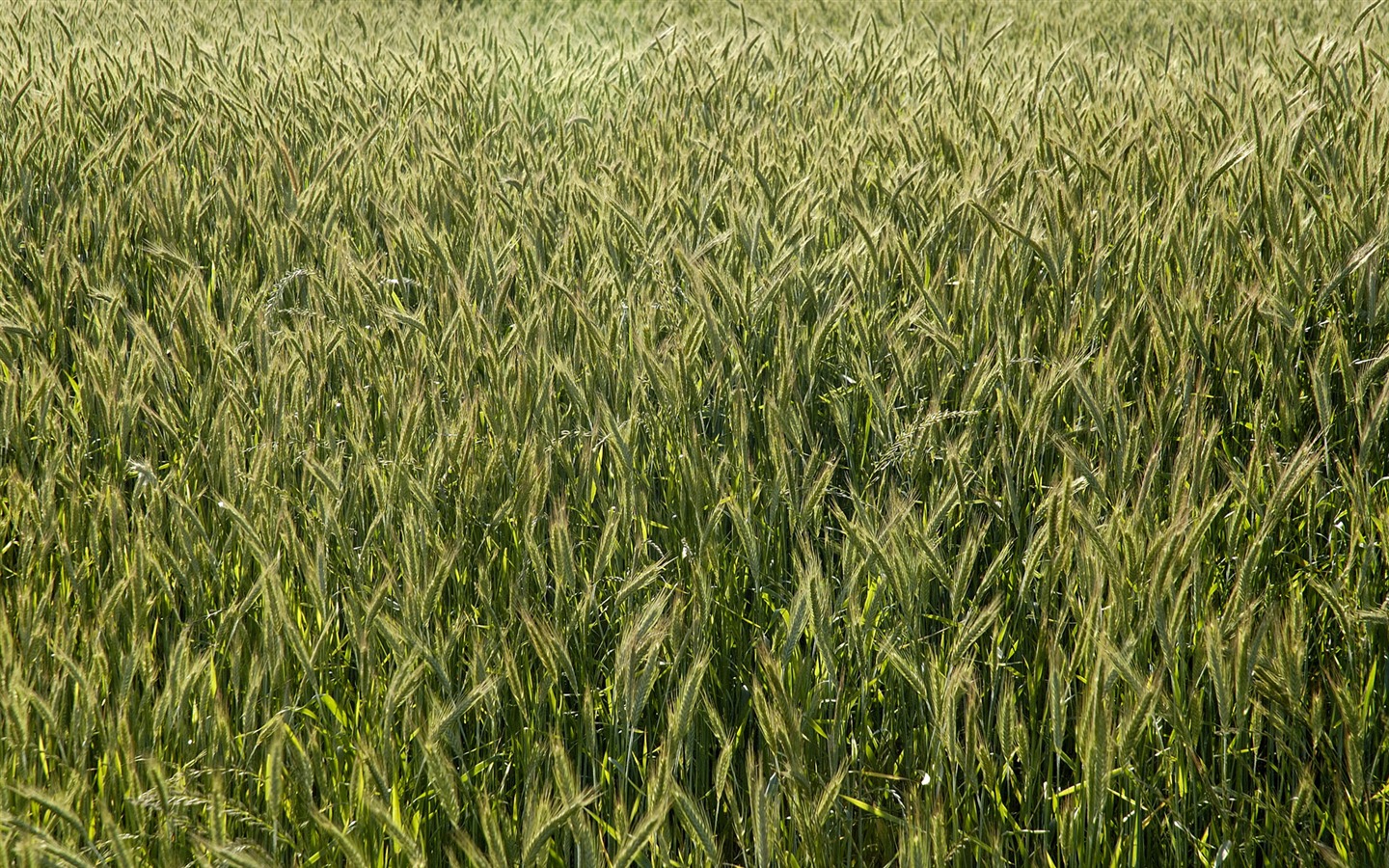 Fond d'écran du blé (3) #7 - 1440x900