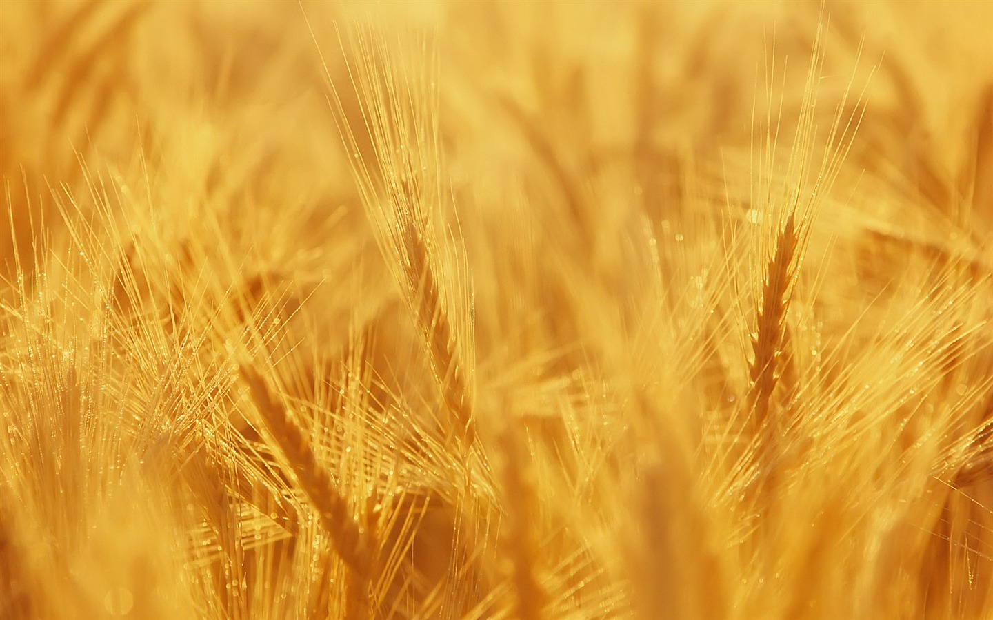 Fond d'écran du blé (3) #8 - 1440x900