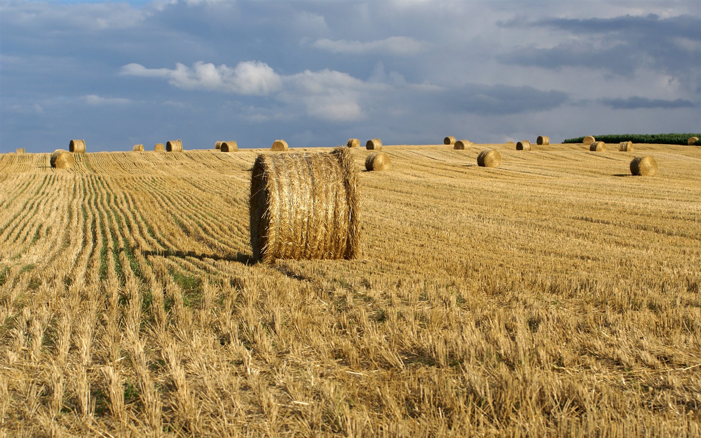 Fond d'écran du blé (3) #14 - 1440x900