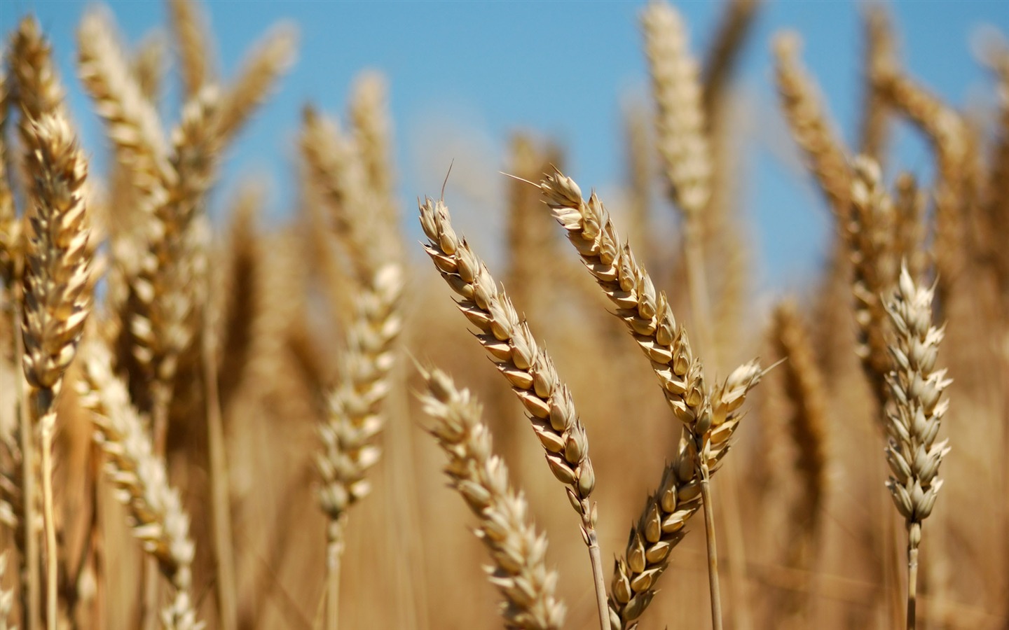 Wheat wallpaper (3) #17 - 1440x900