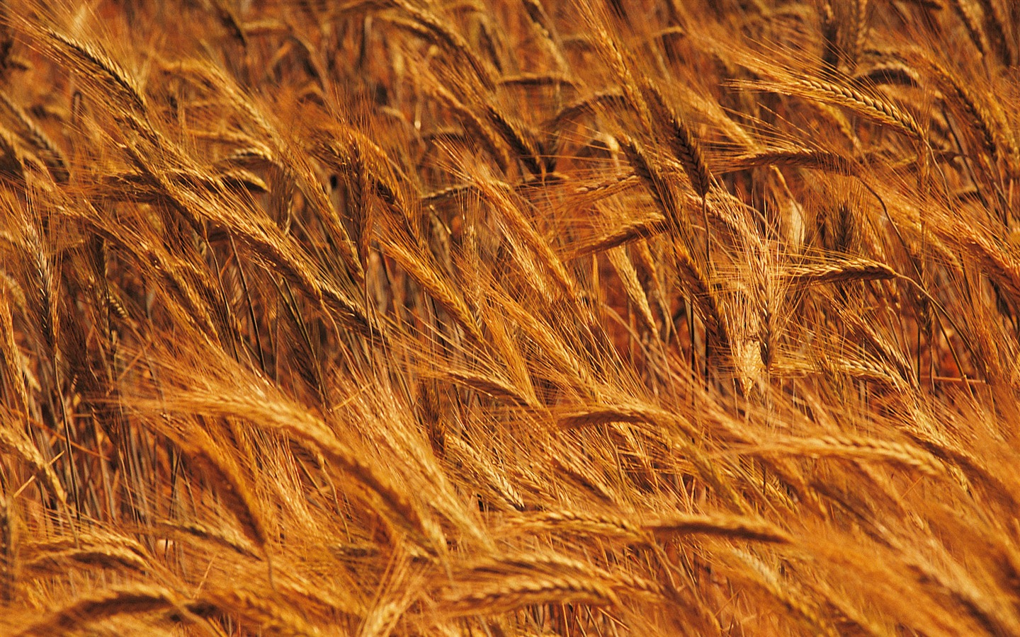 Wheat wallpaper (4) #4 - 1440x900