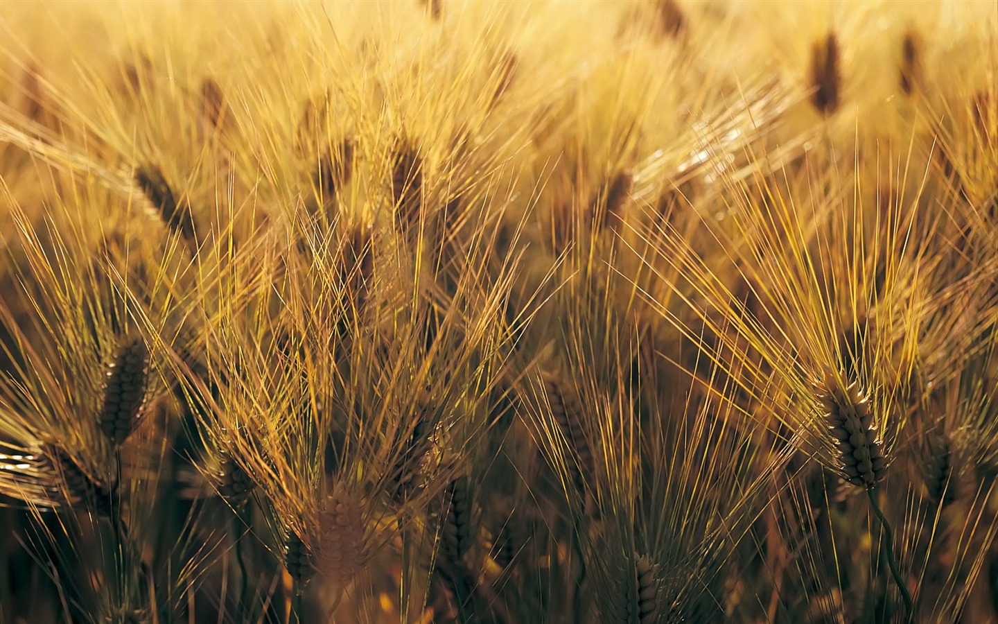 Wheat wallpaper (4) #7 - 1440x900