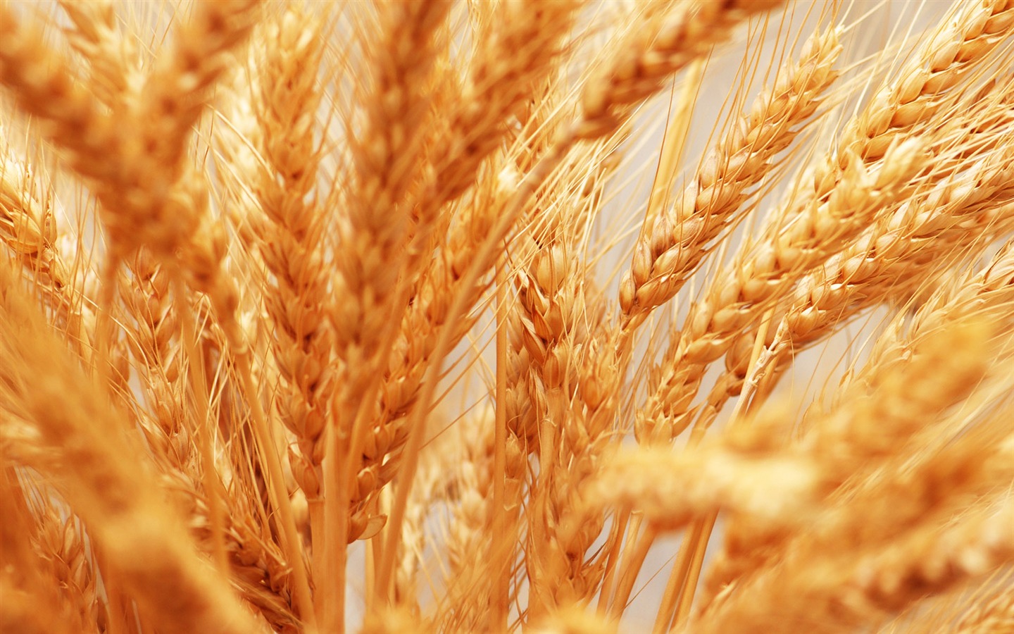 Wheat wallpaper (4) #13 - 1440x900