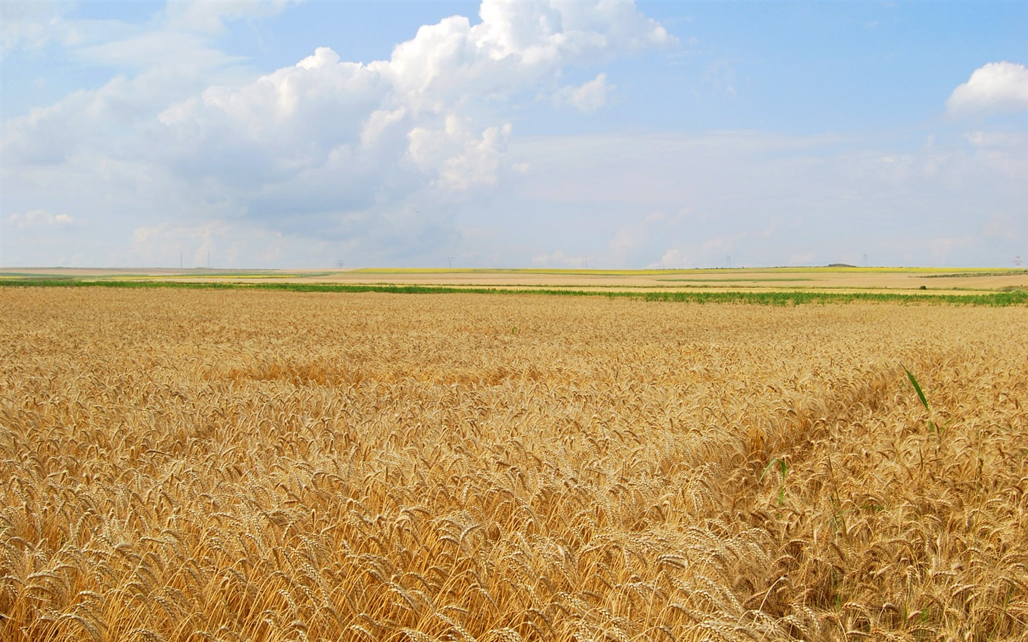 Wheat wallpaper (4) #14 - 1440x900