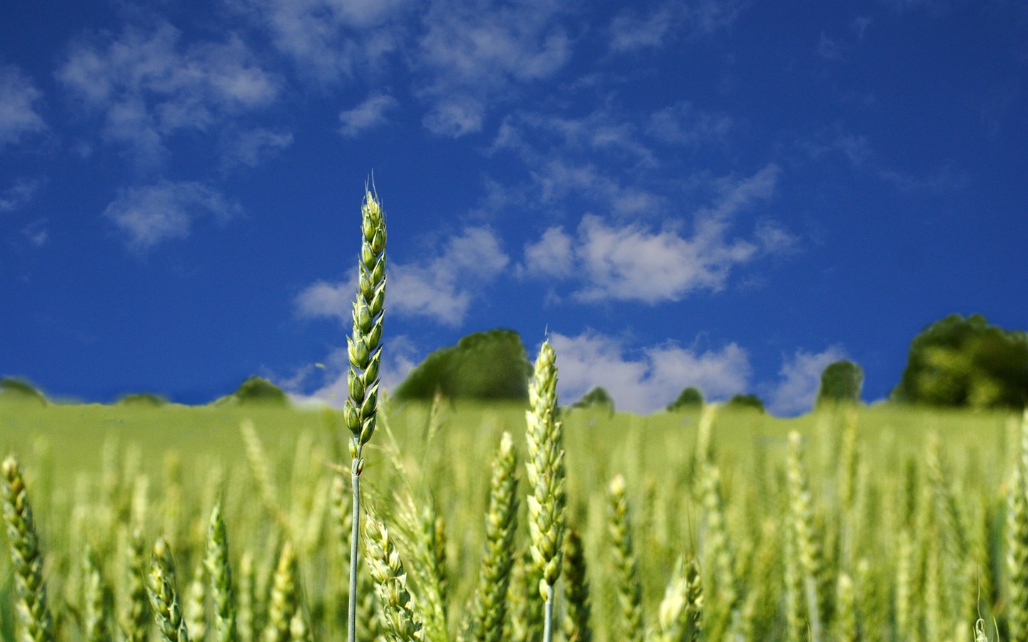 Wheat wallpaper (4) #19 - 1440x900