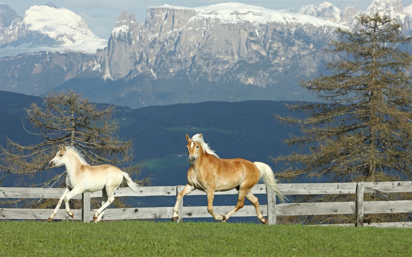 Animal Widescreen Wallpapers Collection (10) #12 - 1440x900