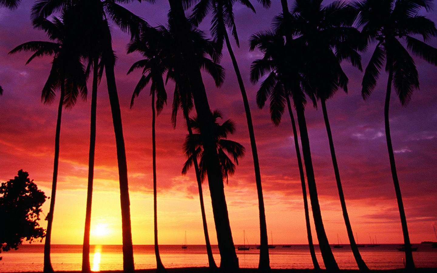 Fond d'écran Palm arbre coucher de soleil (2) #20 - 1440x900