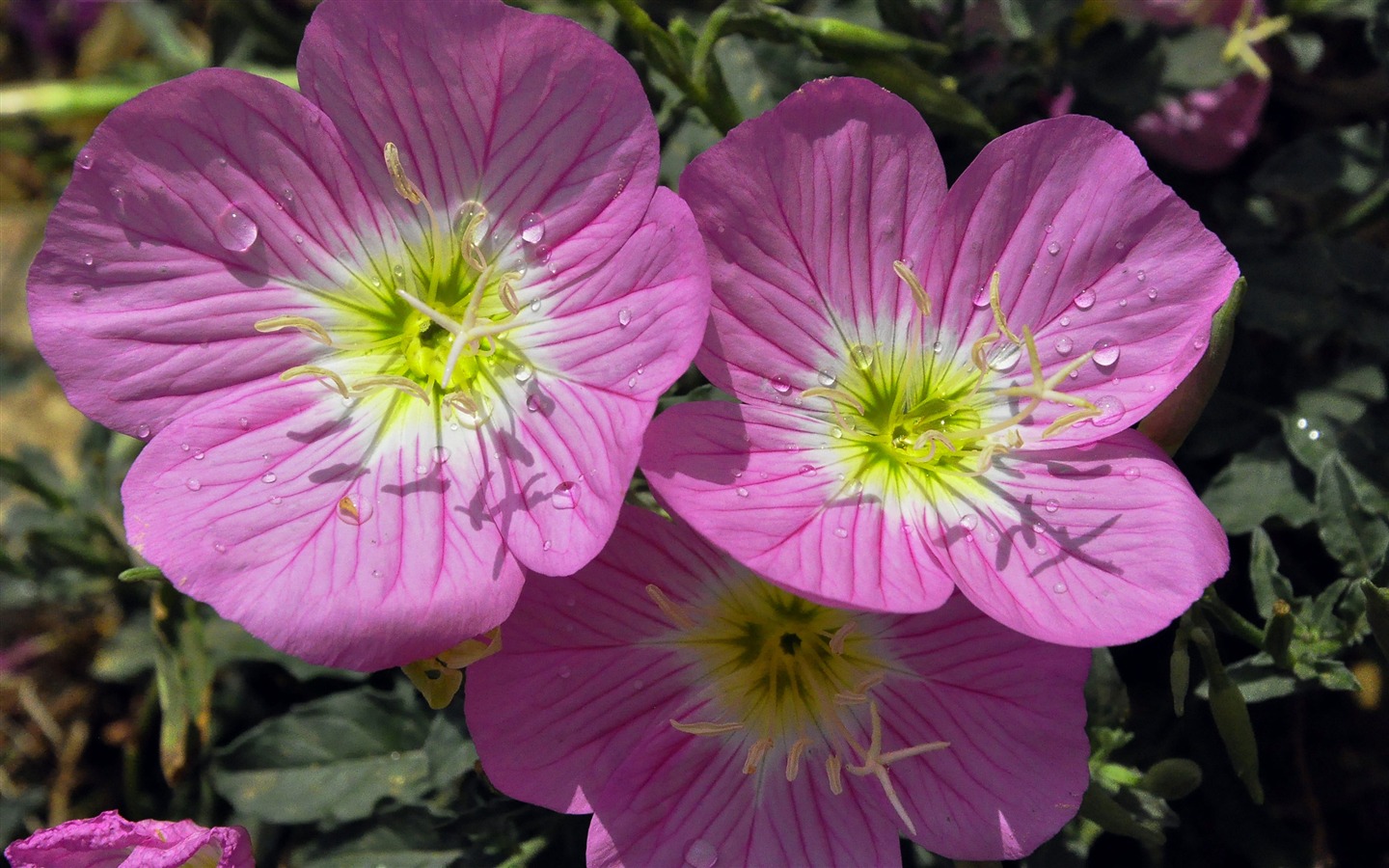 Reveal fragrant flowers (old Kang OK works) #11 - 1440x900