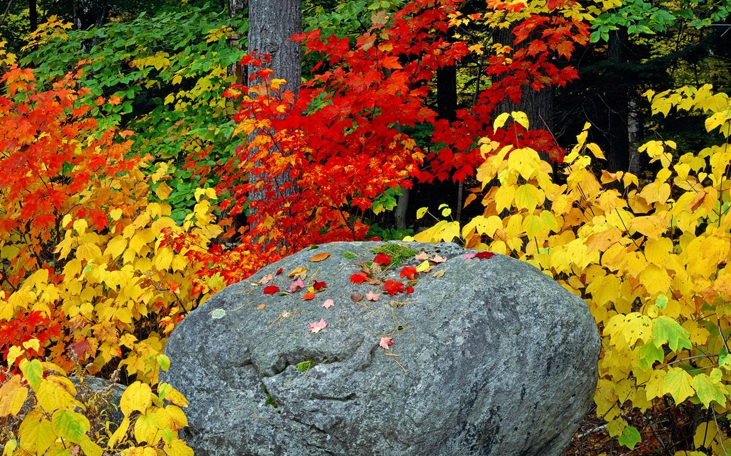 Plant trees wallpaper (2) #16 - 1440x900