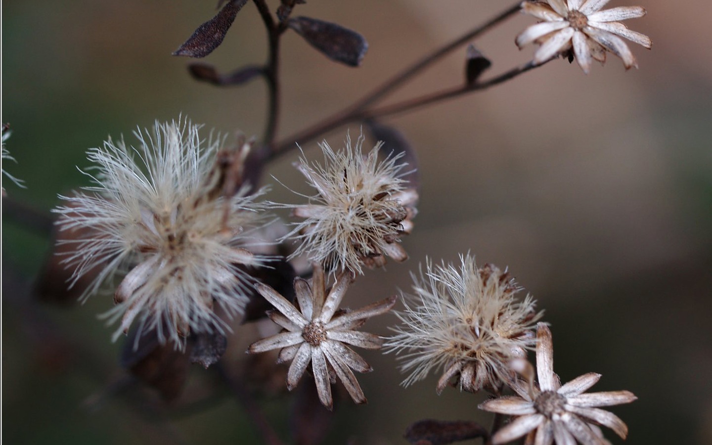 E500植物特寫 (tjkdplayer作品) #6 - 1440x900