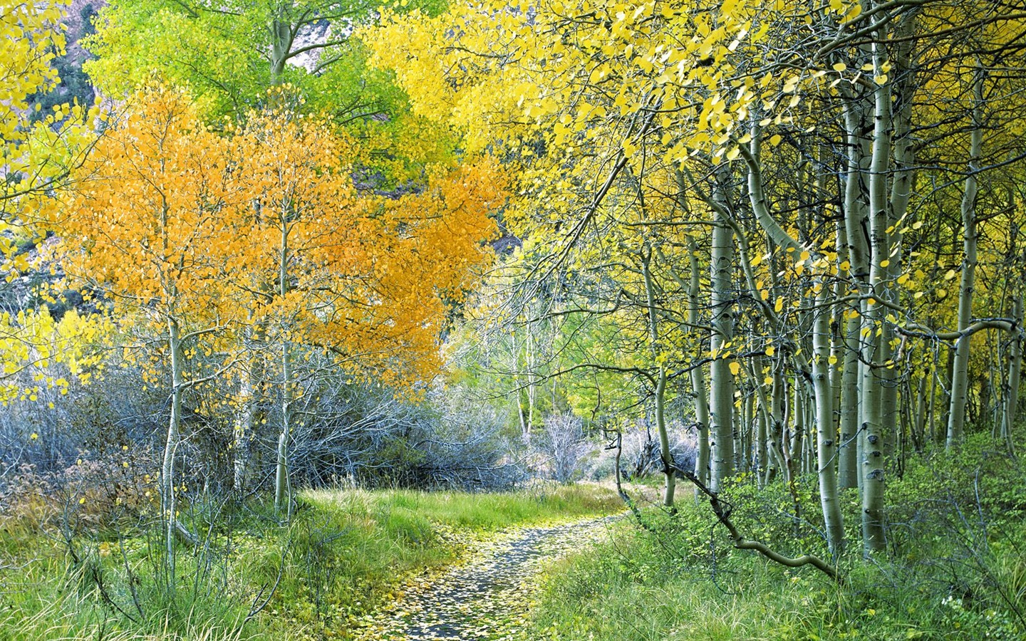 Planter des arbres fonds d'écran (3) #3 - 1440x900