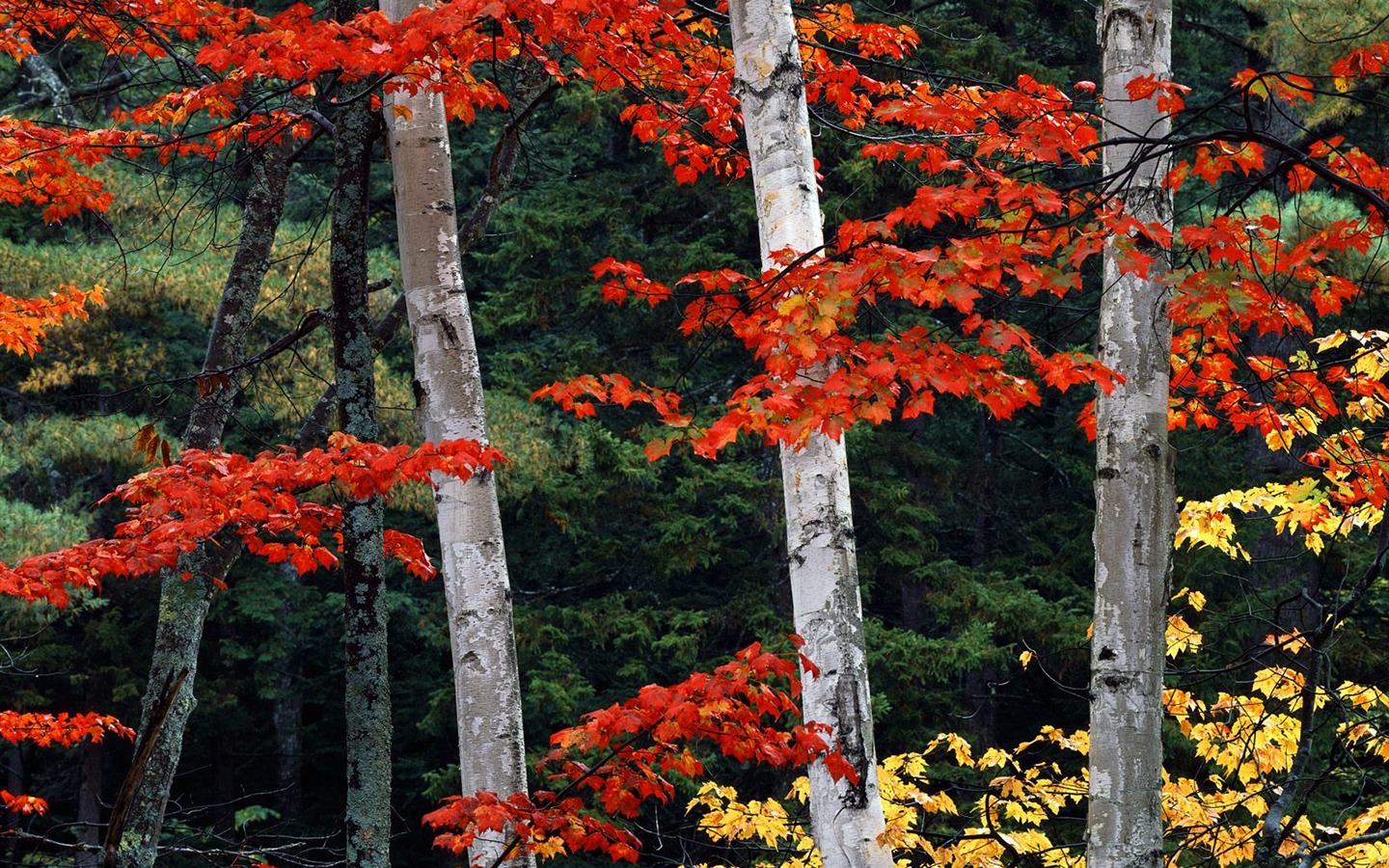 Planter des arbres fonds d'écran (3) #6 - 1440x900