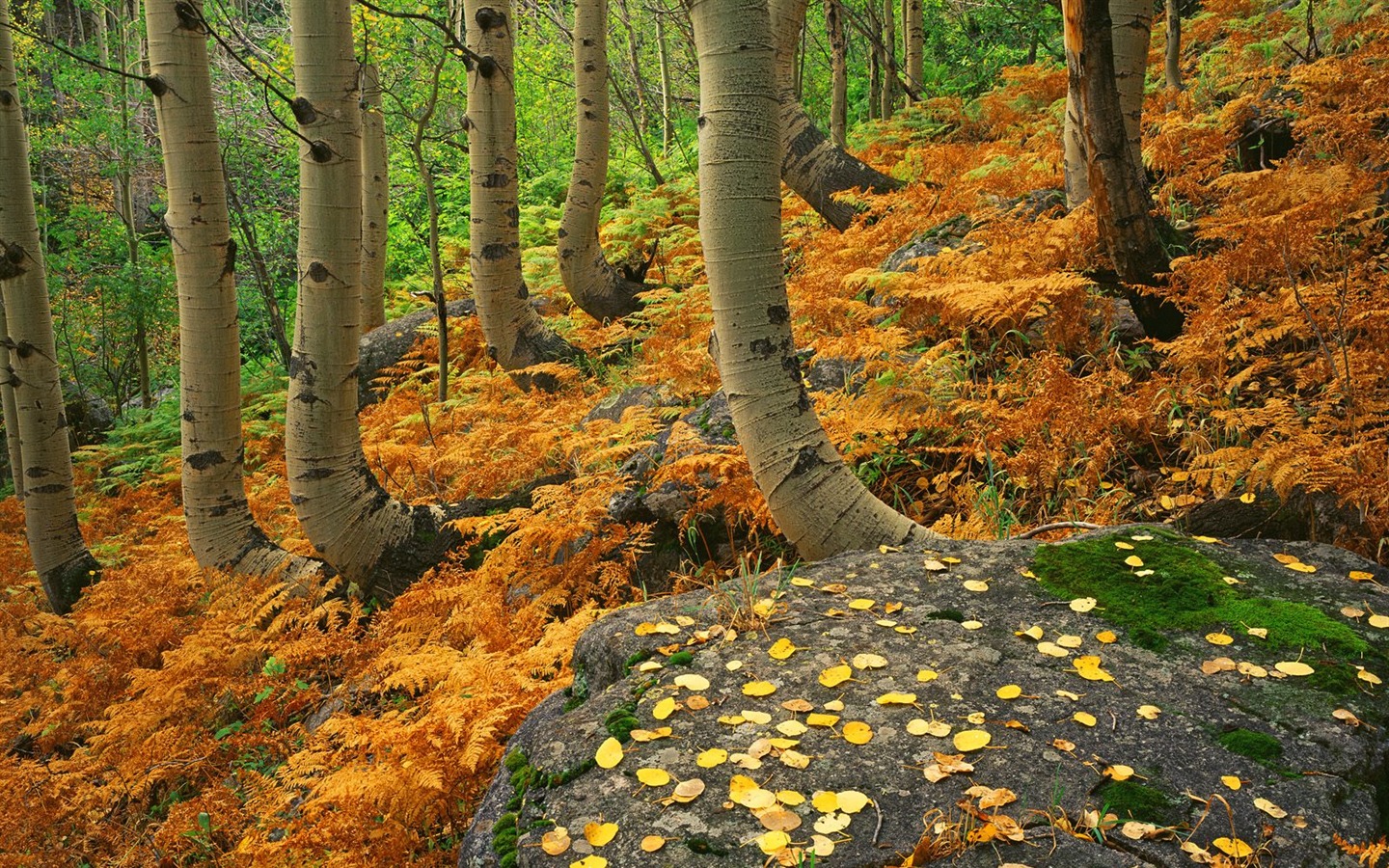 Planter des arbres fonds d'écran (3) #7 - 1440x900