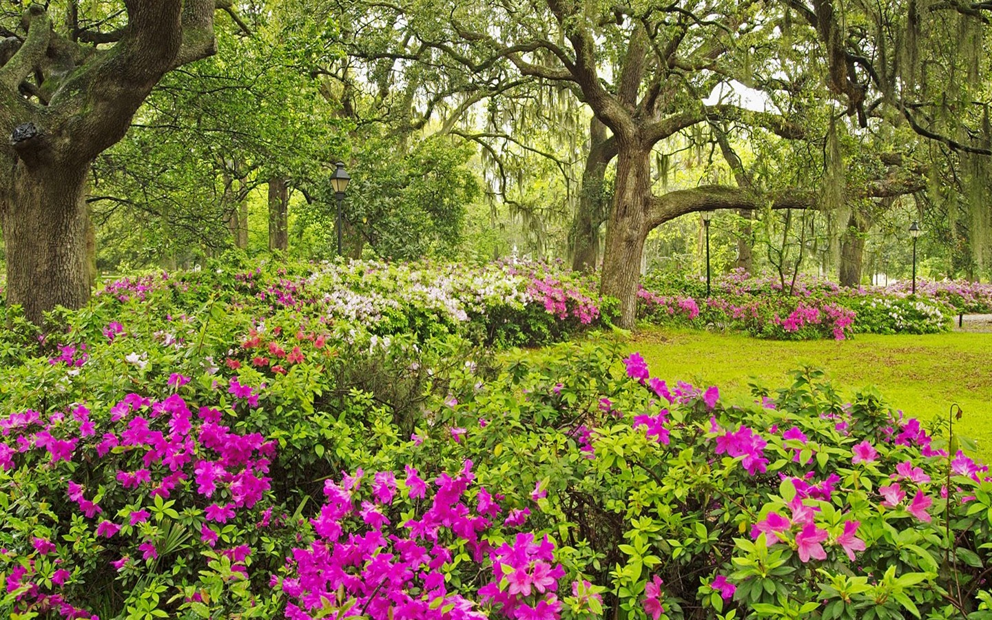 Planter des arbres fonds d'écran (3) #14 - 1440x900