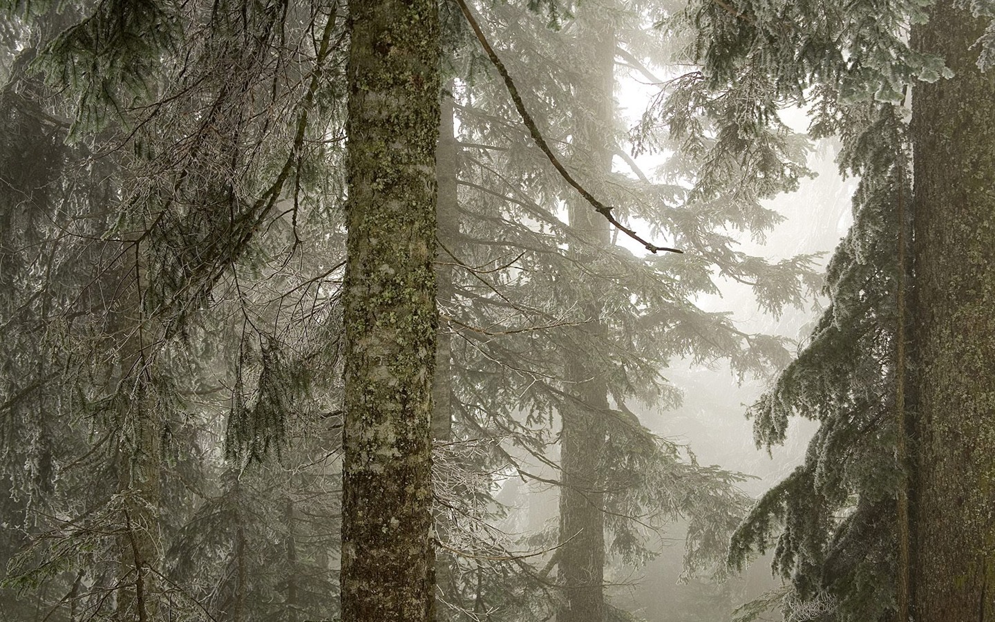 Planter des arbres fonds d'écran (3) #15 - 1440x900