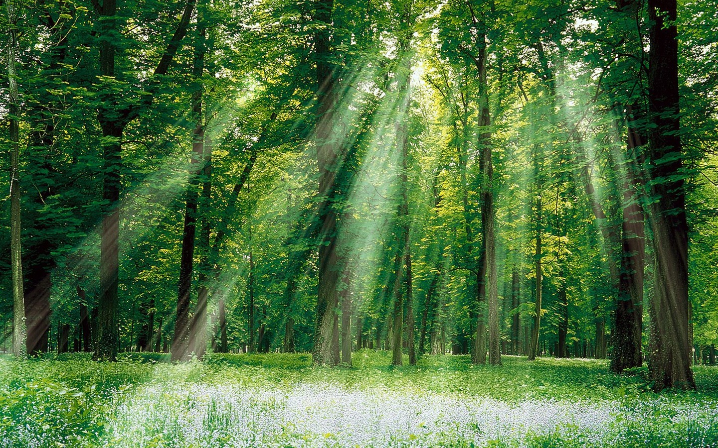 Planter des arbres fonds d'écran (3) #20 - 1440x900