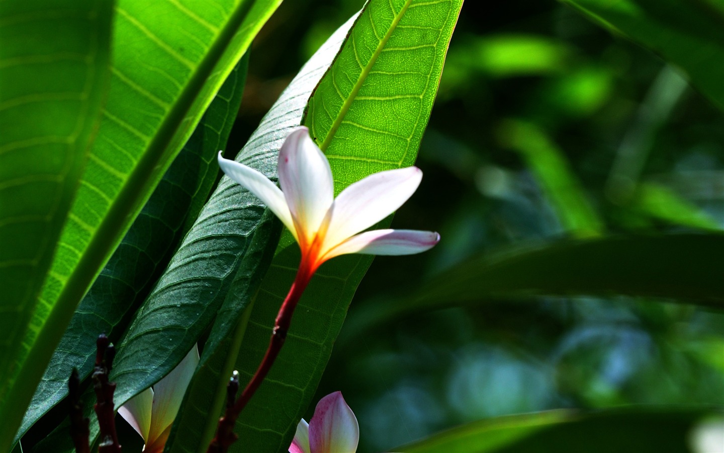 Flower Close-up (Old Hong OK Werke) #1 - 1440x900