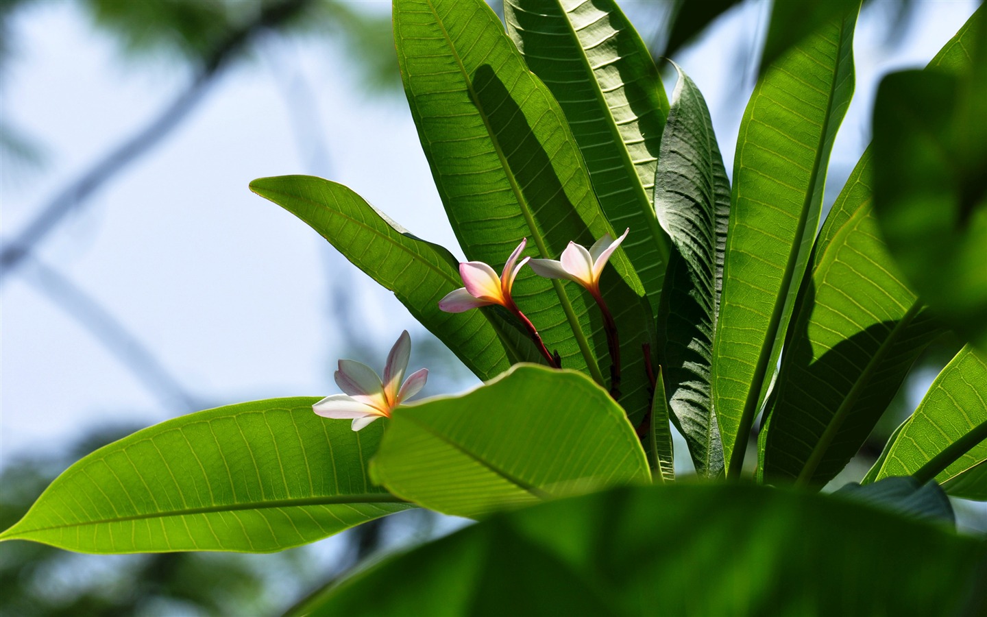 Flower close-up (Old œuvres Hong OK) #15 - 1440x900